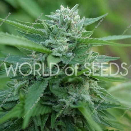 Mongolian THC Free Feminized Marijuana Strain by World of Seeds For Sale Online at Cannabis Seeds Outlet