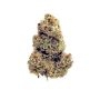 World of Seeds Burger Kush Early Version Smoke Buds Weed Ganja Skunk Dope Pot Images Pics Nuggets