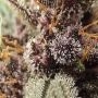 Forbidden Mochi FAST Feminized by Superior Seedstockers THC Content Potency Strength CBD Height Yield Flowering Time Indica Sati
