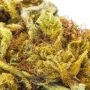 Sticky Queen Auto Feminized by Royal Queen Seeds THC Content Potency Strength CBD Height Yield Flowering Time Indica Sativa Gene