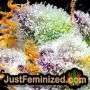 5Star Pink Runtz Feminized by Power Strains THC Content Potency Strength CBD Height Yield Flowering Time Indica Sativa Genetics