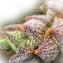 5Star Berry Moonrocks XL Auto Feminized by Power Strains THC Content Potency Strength CBD Height Yield Flowering Time Indica Sat