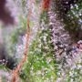 5Star Berry Moonrocks XL Feminized by Power Strains THC Content Potency Strength CBD Height Yield Flowering Time Indica Sativa G