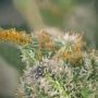 Sunday Punch Early Version Feminized by Delicious Seeds THC Content Potency Strength CBD Height Yield Flowering Time Indica Sati