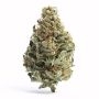 Anesia Seeds Dankberry Auto Smoke Buds Weed Ganja Skunk Dope Pot Images Pics Nuggets