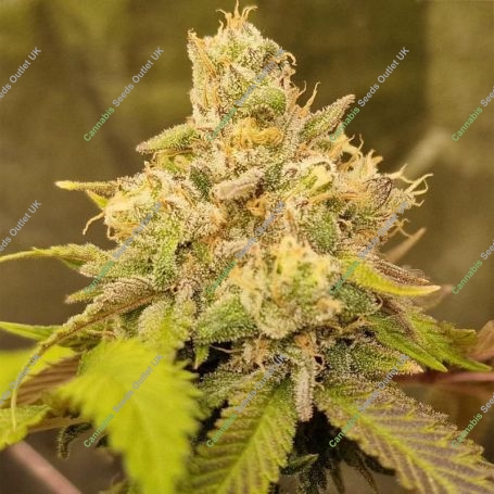 Rainbow Melon Feminized Marijuana Strain by Fast Buds For Sale Online at Cannabis Seeds Outlet