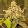 Rainbow Melon Feminized Marijuana Strain by Fast Buds For Sale Online at Cannabis Seeds Outlet