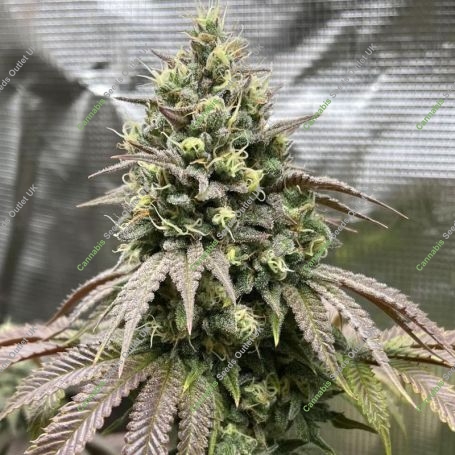 Papaya Sherbet Feminized Marijuana Strain by Fast Buds For Sale Online at Cannabis Seeds Outlet