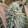 Fast Buds Papaya Sherbet Smoke Buds Weed Ganja Skunk Dope Pot Images Pics Nuggets