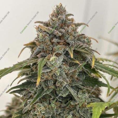 Orange President Auto Feminized Marijuana Strain by Fast Buds For Sale Online at Cannabis Seeds Outlet