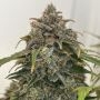 Orange President Auto Feminized Marijuana Strain by Fast Buds For Sale Online at Cannabis Seeds Outlet