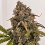 Fast Buds Orange President Auto Smoke Buds Weed Ganja Skunk Dope Pot Images Pics Nuggets