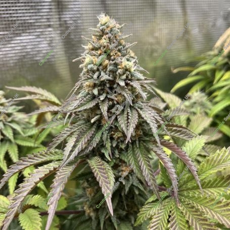 Lemonpaya Feminized Marijuana Strain by Fast Buds For Sale Online at Cannabis Seeds Outlet