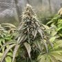 Lemonpaya Feminized Marijuana Strain by Fast Buds For Sale Online at Cannabis Seeds Outlet