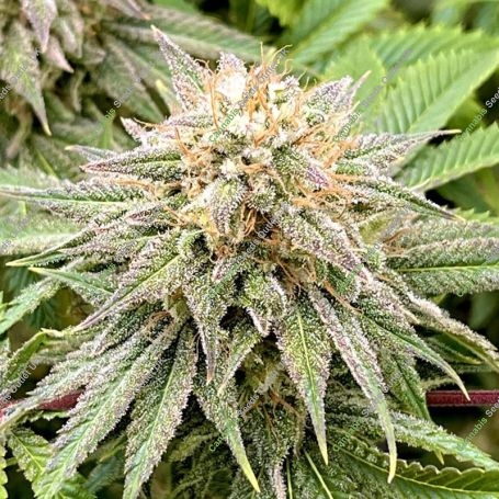 Lemon Mandarin Feminized Marijuana Strain by Fast Buds For Sale Online at Cannabis Seeds Outlet