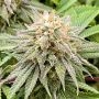 Lemon Mandarin Feminized Marijuana Strain by Fast Buds For Sale Online at Cannabis Seeds Outlet