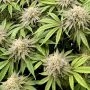 Fast Buds Lemon Mandarin Smoke Buds Weed Ganja Skunk Dope Pot Images Pics Nuggets