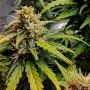 Kamala OG Auto Feminized Marijuana Strain by Fast Buds For Sale Online at Cannabis Seeds Outlet