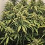 Fast Buds Kamala OG Auto Smoke Buds Weed Ganja Skunk Dope Pot Images Pics Nuggets