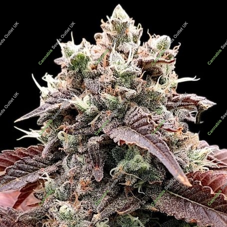 Gorilla Melon Feminized Marijuana Strain by Fast Buds For Sale Online at Cannabis Seeds Outlet