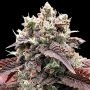 Gorilla Melon Feminized Marijuana Strain by Fast Buds For Sale Online at Cannabis Seeds Outlet