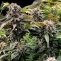 Fast Buds Gorilla Melon Smoke Buds Weed Ganja Skunk Dope Pot Images Pics Nuggets