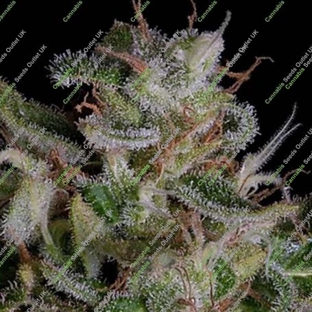 Alien Gorilla Feminized Marijuana Strain by Big Head Seeds For Sale Online at Cannabis Seeds Outlet
