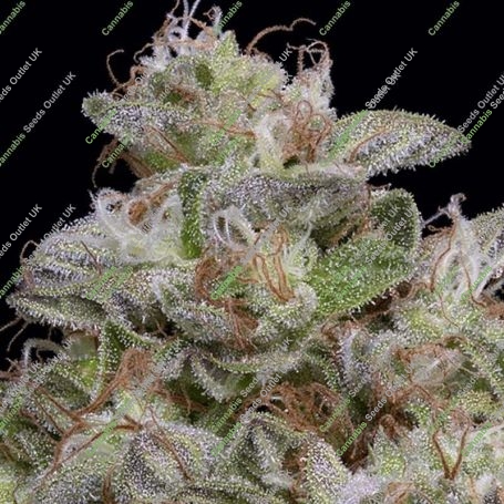 Do Si Dos Feminized Marijuana Strain by Big Head Seeds For Sale Online at Cannabis Seeds Outlet