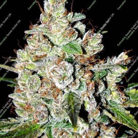 Fire OG Kush Feminized Marijuana Strain by Big Head Seeds For Sale Online at Cannabis Seeds Outlet
