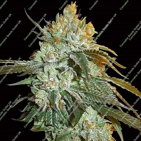 Head Stash Auto Feminized Marijuana Strain by Big Head Seeds For Sale Online at Cannabis Seeds Outlet