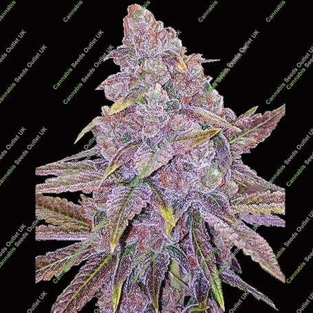Sherbert Dab Feminized Marijuana Strain by Big Head Seeds For Sale Online at Cannabis Seeds Outlet