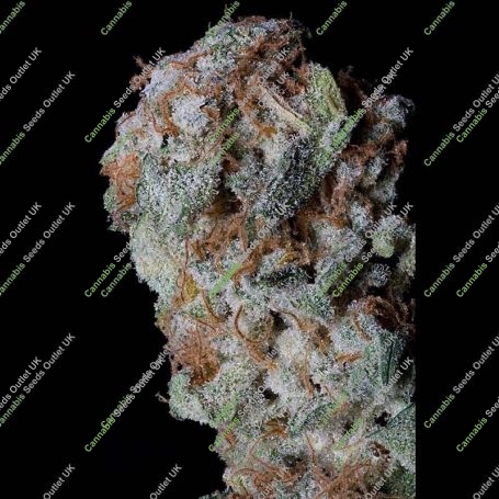 Sherbert Glue Feminized Marijuana Strain by Big Head Seeds For Sale Online at Cannabis Seeds Outlet