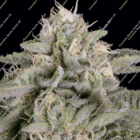 Skywalka Ghost Kush Feminized Marijuana Strain by Big Head Seeds For Sale Online at Cannabis Seeds Outlet