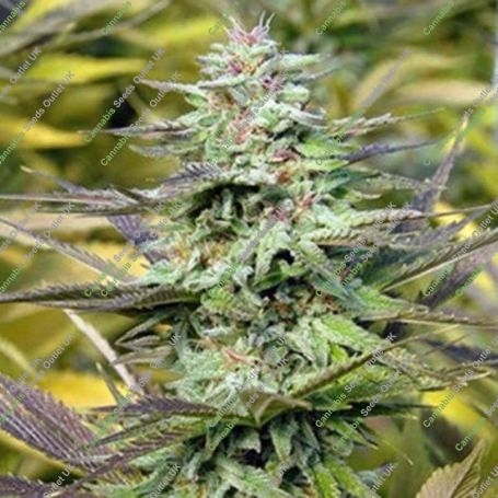 THC Pro Feminized Marijuana Strain by Big Head Seeds For Sale Online at Cannabis Seeds Outlet
