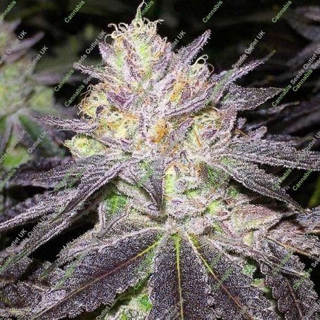 Wedding Cake Feminized Marijuana Strain by Big Head Seeds For Sale Online at Cannabis Seeds Outlet