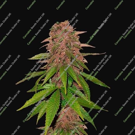 C4 matic Auto Feminized Marijuana Strain by Fast Buds For Sale Online at Cannabis Seeds Outlet