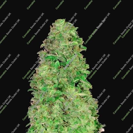 CBD 20:1 Auto Feminized Marijuana Strain by Fast Buds For Sale Online at Cannabis Seeds Outlet