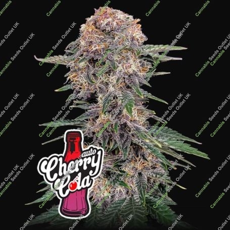Cherry Cola Auto 420 Marijuana Strain by Fast Buds For Sale Online at Cannabis Seeds Outlet
