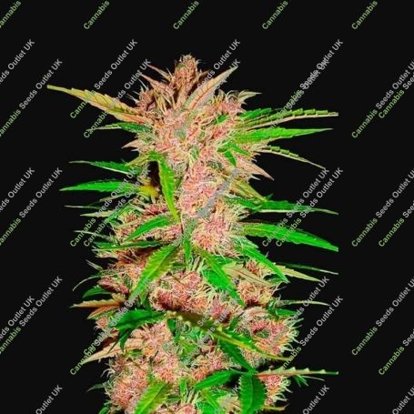 Fastberry Auto Feminized Marijuana Strain by Fast Buds For Sale Online at Cannabis Seeds Outlet