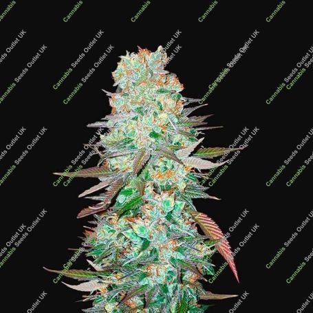 G14 Automatic Feminized Marijuana Strain by Fast Buds For Sale Online at Cannabis Seeds Outlet