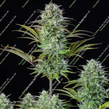 Kosher Cake Feminized Marijuana Strain by Fast Buds For Sale Online at Cannabis Seeds Outlet