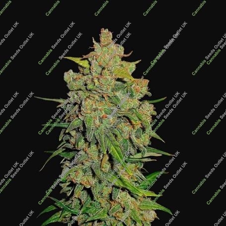 Lemon AK Auto Feminized Marijuana Strain by Fast Buds For Sale Online at Cannabis Seeds Outlet