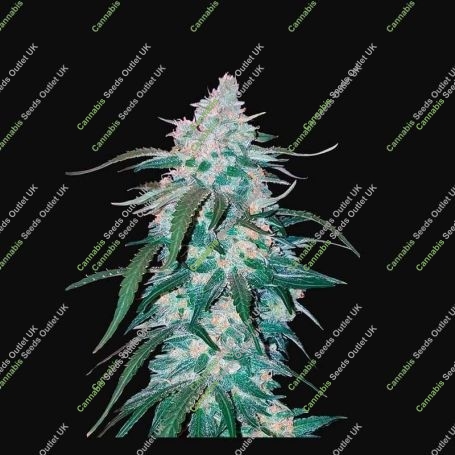 Pineapple Express Auto Feminized Marijuana Strain by Fast Buds For Sale Online at Cannabis Seeds Outlet