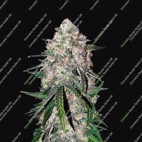 Smoothie Auto Feminized Marijuana Strain by Fast Buds For Sale Online at Cannabis Seeds Outlet