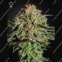 AMS Feminized Marijuana Strain by Greenhouse Seeds For Sale Online at Cannabis Seeds Outlet