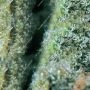 AMS Feminized by Greenhouse Seeds THC Content Potency Strength CBD Height Yield Flowering Time Indica Sativa Genetics
