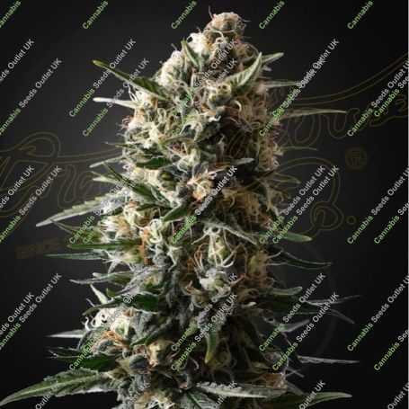 Bubba Slush Feminized Marijuana Strain by Greenhouse Seeds For Sale Online at Cannabis Seeds Outlet