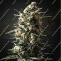 Bubba Slush Feminized Marijuana Strain by Greenhouse Seeds For Sale Online at Cannabis Seeds Outlet