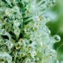 Bubba Slush Feminized by Greenhouse Seeds THC Content Potency Strength CBD Height Yield Flowering Time Indica Sativa Genetics