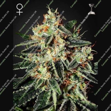 Cheese Feminized Marijuana Strain by Greenhouse Seeds For Sale Online at Cannabis Seeds Outlet